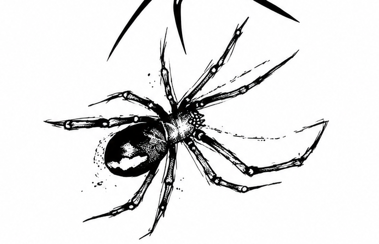Realistic Black Spider Semi-Permanent Tattoo – 4 × 4 Inch | Tats4u